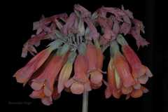 Bryophyllum delagoense